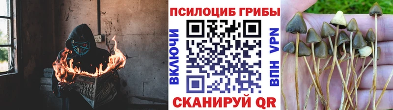Купить где  Слюдянка  Псилоцибиновые грибы ЛСД 